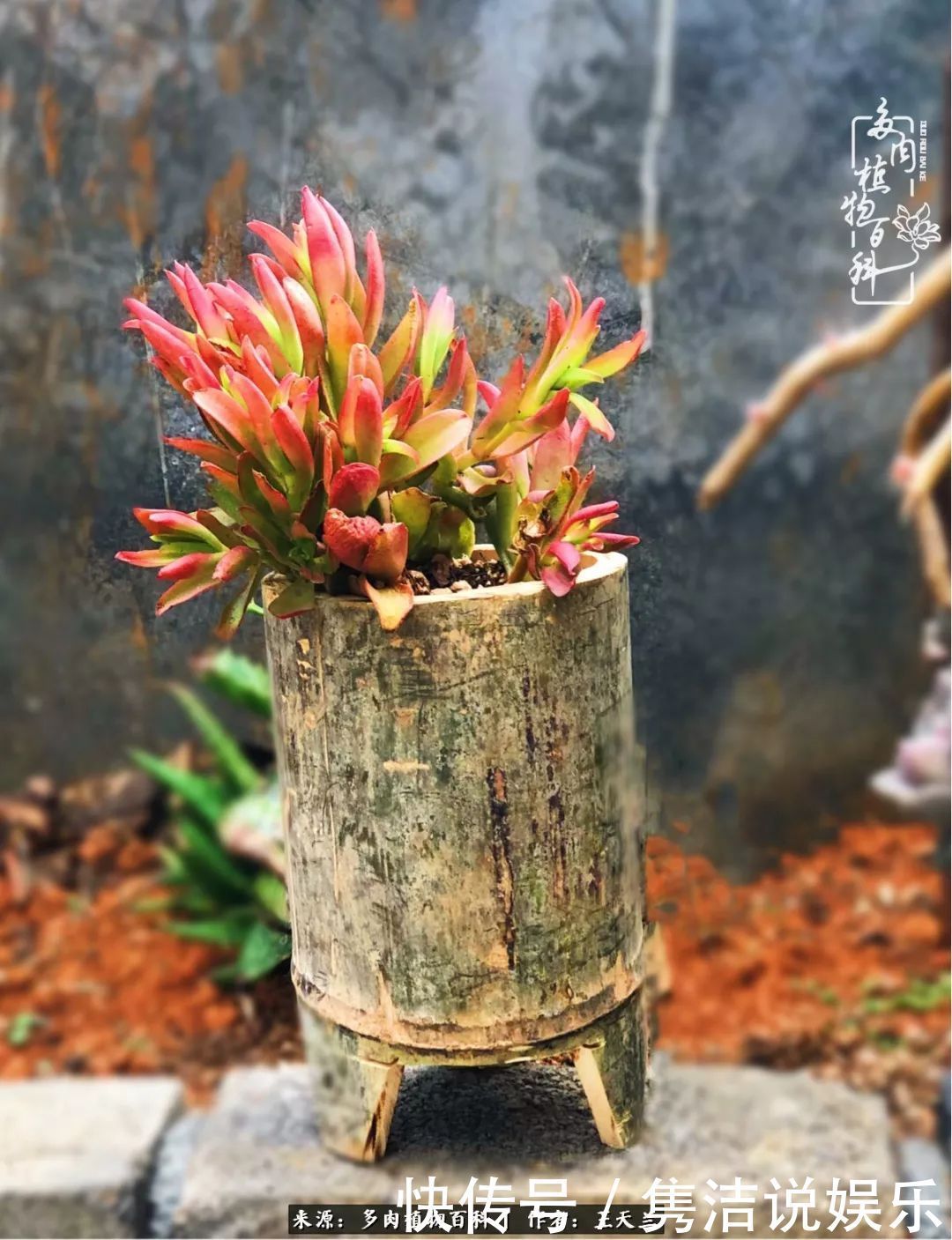 多肉遇上枯木木花盆,姑娘自己造!