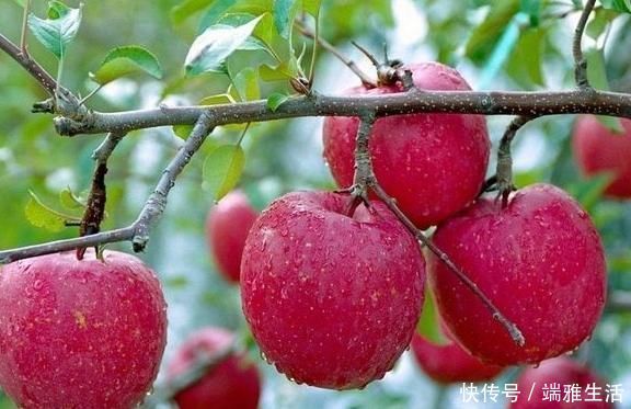 吃起來|蘋果“最佳”的2種吃法,促進(jìn)腸胃蠕動(dòng)排宿便,為健康吃起來