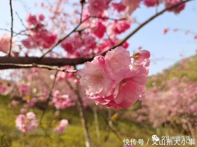 不用去日本！文山这里樱花烂漫！