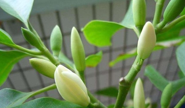 熏得一室香|我国“最香”盆栽花,一不小心就爆盆,家里种2棵,熏得一室香