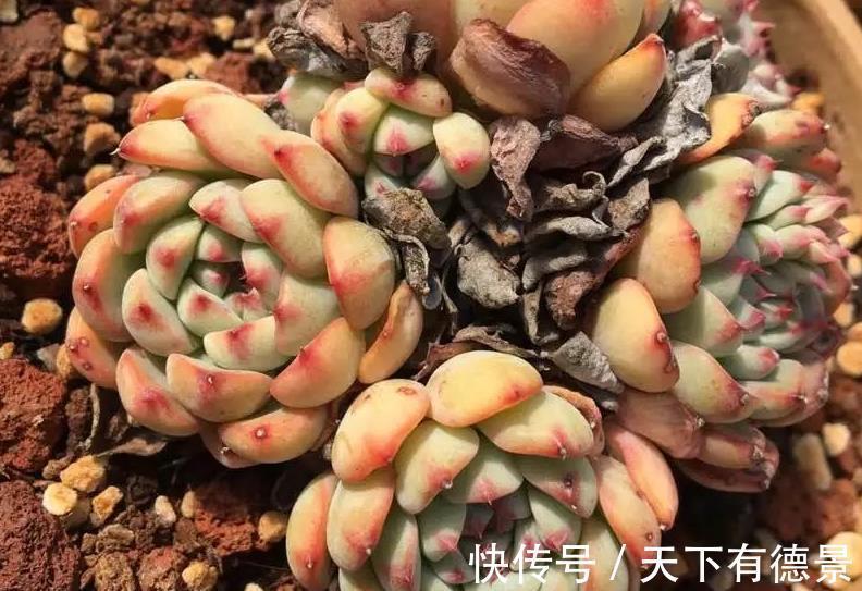 盆栽|夏季盆栽多肉,叶子干瘪褶皱?内行人才知道原因不止是缺水