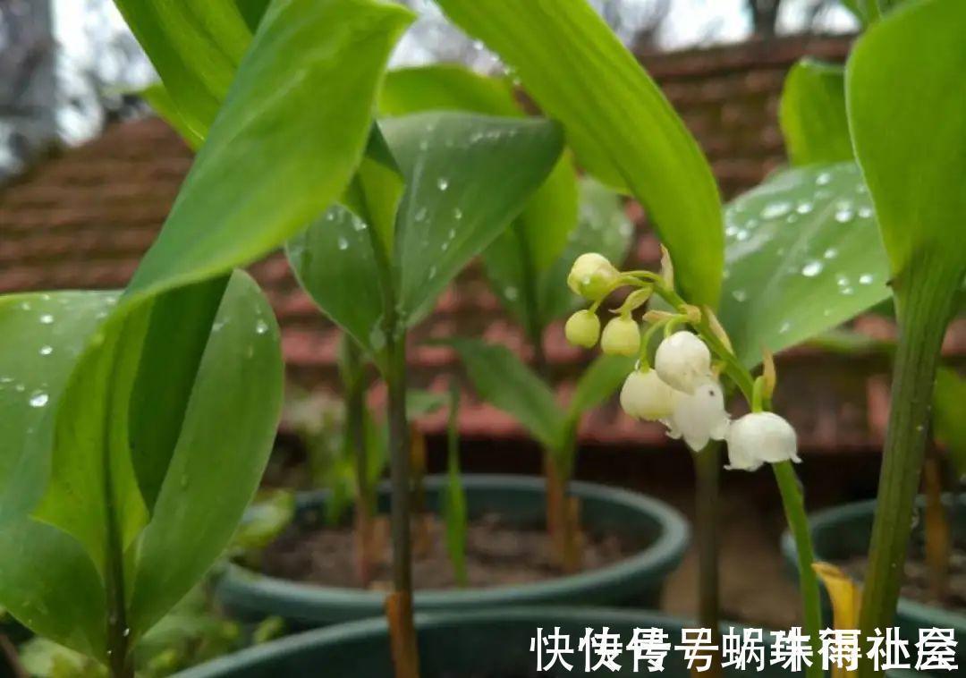 铃兰|30℃以上,10种花就先别养了,买一盆死一盆,别怪我没提醒你