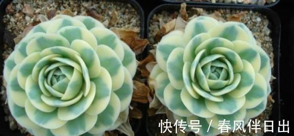花市|养花，这些花最好不要碰，买回去压根就养不活