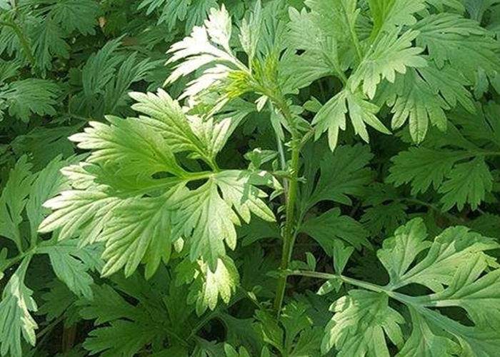 艾蒿叶|外洗能治湿疹,入药能杀菌抗癌,名副其实的草药,不会用太可惜!