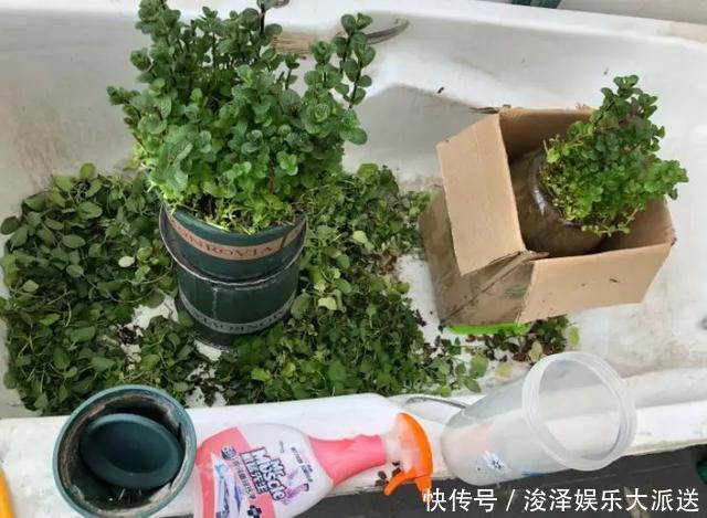 太阳花|咋“折腾”都不死的4种花,越修剪越旺,很难养死