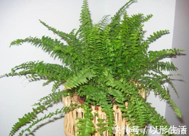 卫生间想养花?选这5种最靠谱,不仅生命力顽强,而且很耐阴!