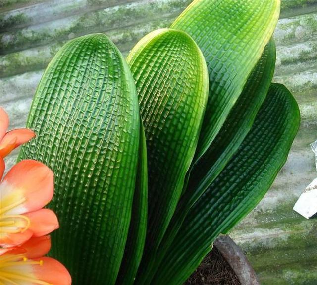 养君子兰,一个“小方法”,叶片整齐又好看,厚实油绿,长爆盆!