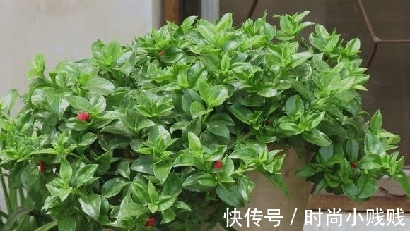 六种花是有名的“生活小帮手”,建议养一盆,以备不时之需