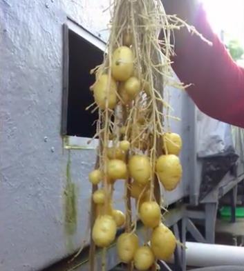 爷爷阳台种“土豆”,不用土壤,养在“空气”中,1次收获50斤