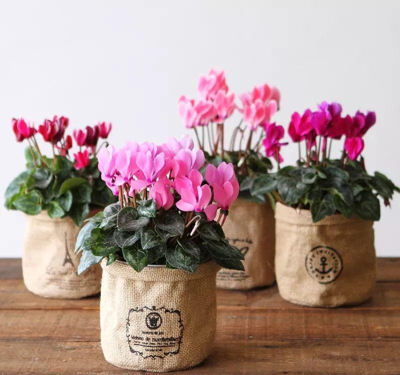 10种“旺运花”开花红艳艳,现在养一盆,春节刚好开,红火显富贵