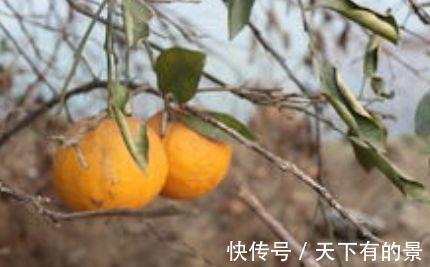 肌肤|女性想要肌肤好,推荐4种食物,排毒美容,通肠排便,好处多多!