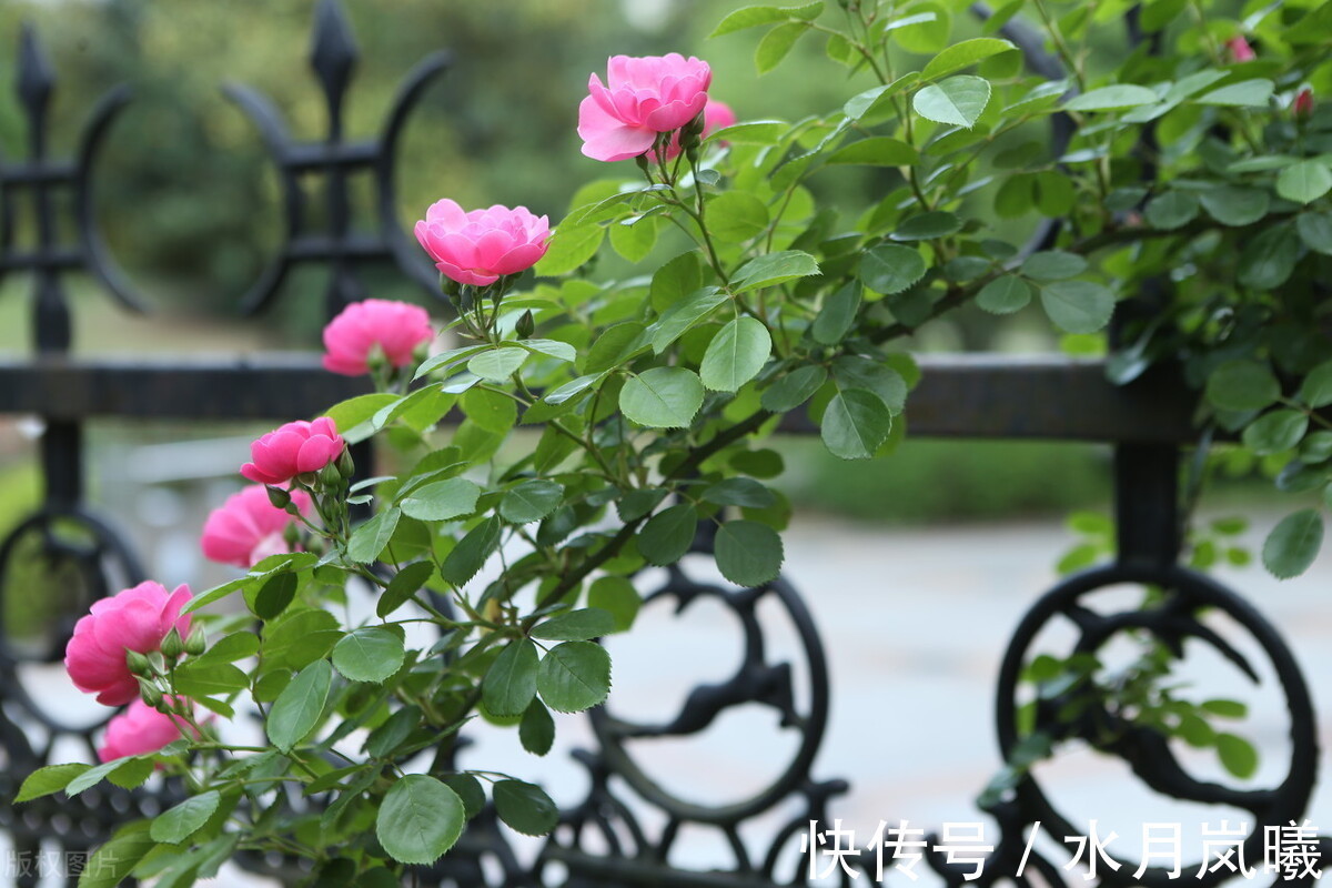 白雪诗@止于唇齿,匿于流年,谁的岁月,弹指刹那,谁的沧桑,掩去芳华