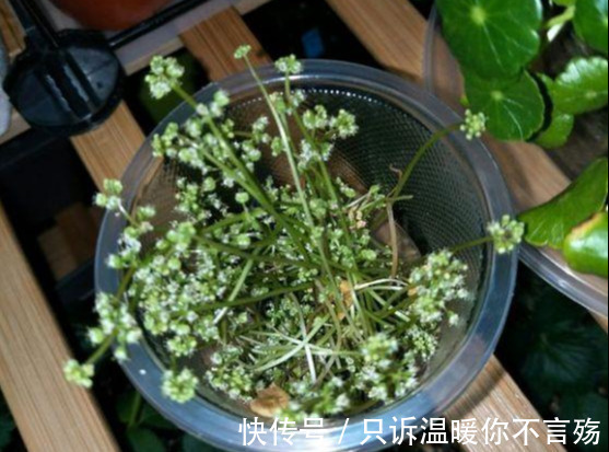 养花技巧铜钱草养在这，7天就爆盆，叶子长成巴掌大！