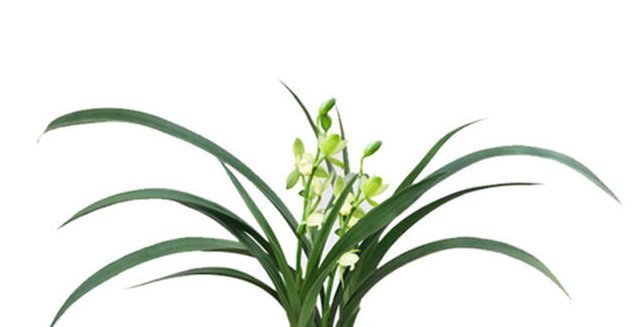 兰花|老大爷“养兰花”有妙招,“烂根”的照样冒新根、发新芽,快看看