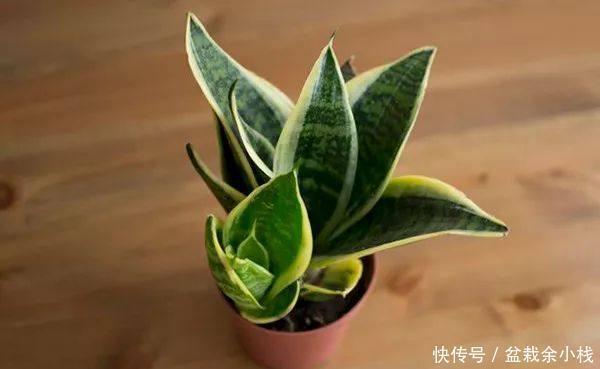 纳米比亚|虎尾兰原来有这么多的学问,以前都白养了