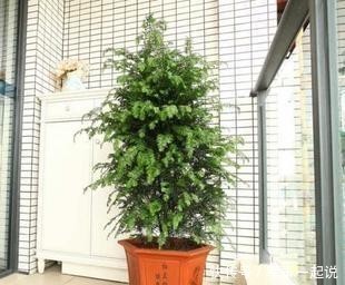 叶子|鸿运当头叶子打卷,出现黄叶,学会巧养,开出大火炬