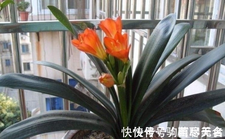 花萼色|花期最长的植物,一开就是大半年,花朵五颜六色,漂亮又好养