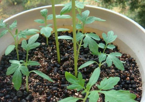 盆栽小番茄,如何一茬接一茬地开花结果5个关键点多下功夫