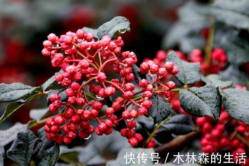 痔疮膏|怎么快速缓解痔疮?早知道花椒有用,就不用遭罪了!