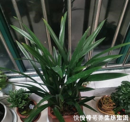 烂根|养花忌讳“3件事”,做错一个也不行,怪不得老是养死花!