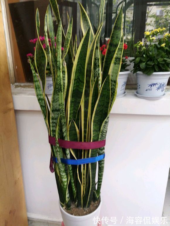 电视旁边放啥花卉好此“3种”植物都爱养,一年四季绿油油