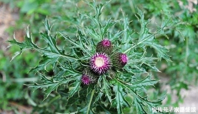 植物|農村有一種植物,農村很喜歡采摘來掛門上,關鍵時刻還能救命?