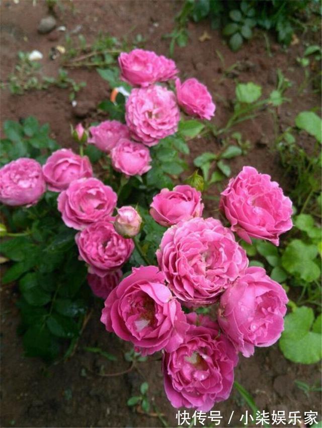 花苞|月季出现僵苗怎么办3个简单小方法,新芽花苞蹭蹭冒,开花99朵
