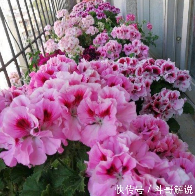 家里一定要养4种花,1盆顶“5盆”,好养又漂亮,满屋飘香!