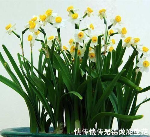 养花的时候加点这种水,花卉们跟喝了药一样,长疯了!