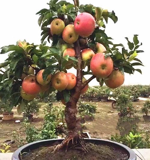 苗盆栽|老祖宗传下的手艺,用树桩做盆景,极其珍贵,还不来一盆