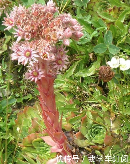 用“生命”开花的3种多肉植物，开完就死，你家有的话要小心！