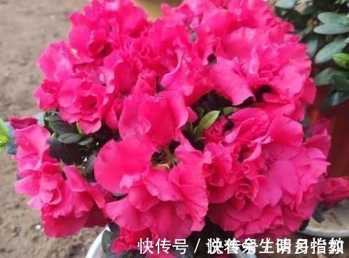 君子兰|4种花适合夏天养，开花爆盆花期长，家里财运亨通，旺运一整年