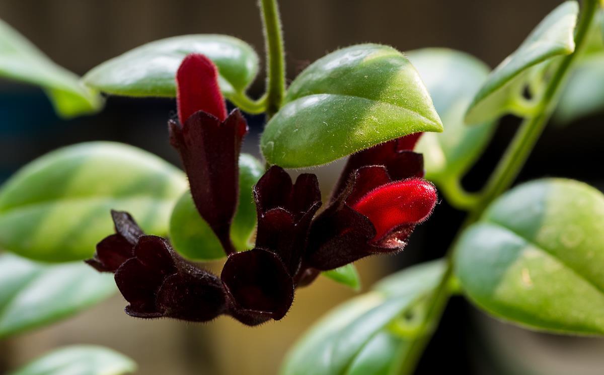 这些花不用太多光，放在家里的阴处养，开花大朵真漂亮