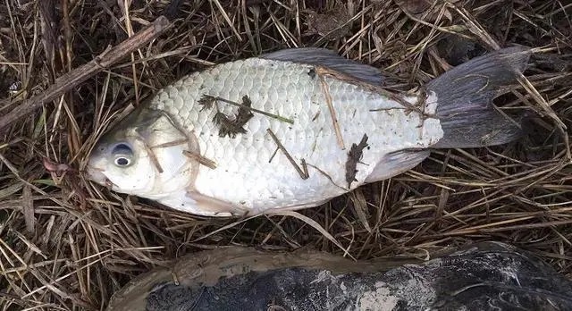 冬季钓鱼,“黄金时间”要牢记,下竿就会上鱼!