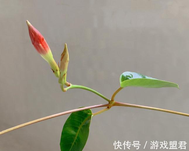 特爱“吃土”的8种花，该换盆时就换盆，别偷懒