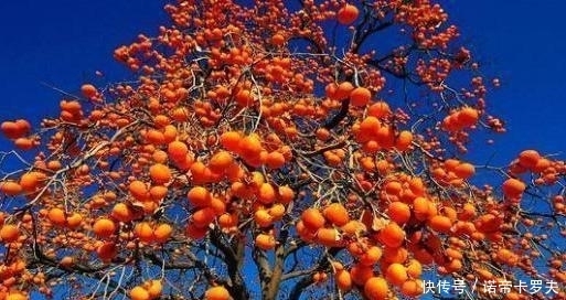 庭院栽种什么花卉树木比较好?