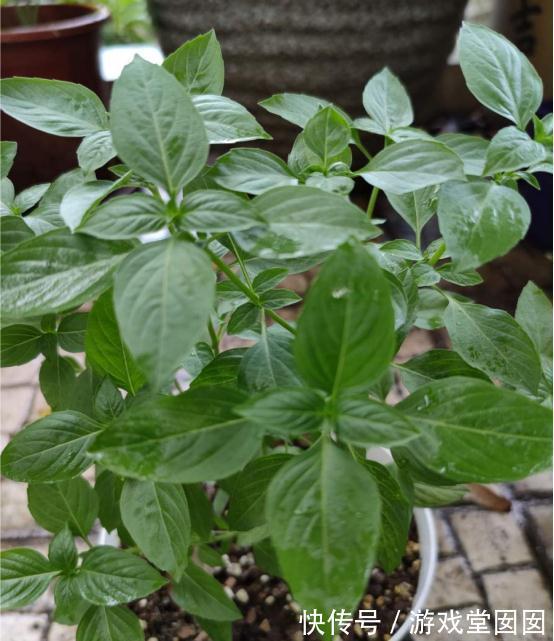 6种香草盆栽,掐个叶子就能吃,味道清香四溢!