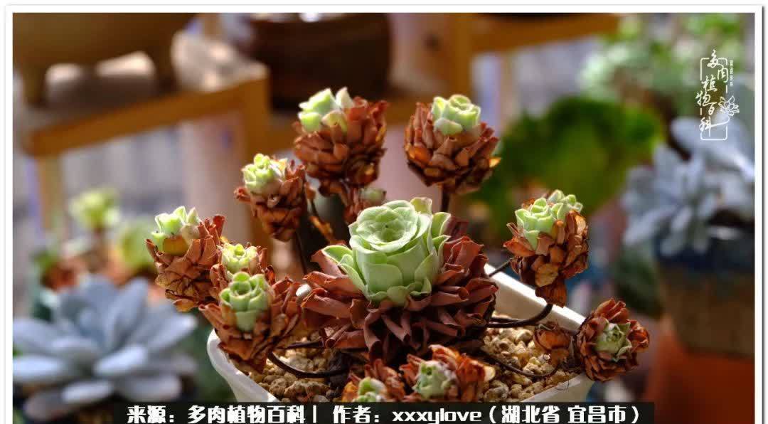 时光匆匆,一闪而逝,这世间万物的美,都值得被记录!