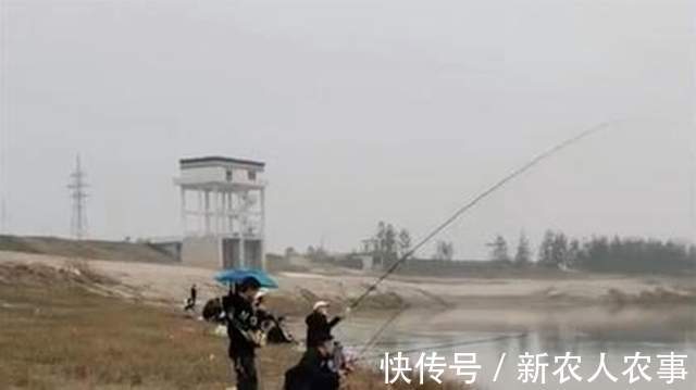 湖北一男子野钓遇上鳜鱼窝,新手在此也能连杆,网友:请假去钓鱼