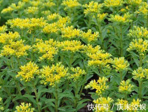 野草|人称“金不换”,曾被当野草,却不知一亩收10000,有人用它致富