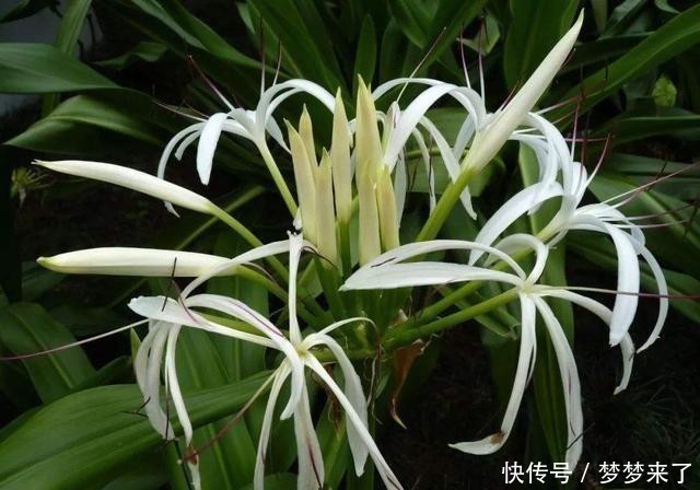 五色梅|家里万万不要养这几种花,放一盆都会对身体不好,后悔没早知道