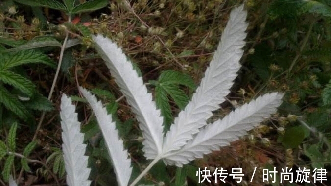 鸡腿根|农村才有的一种野草,它根常被挖来当“零食”吃,全株珍贵得重视