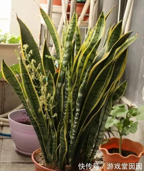 虎皮兰有“3喜2怕”，难怪不爱长新芽，现在纠正也不晚