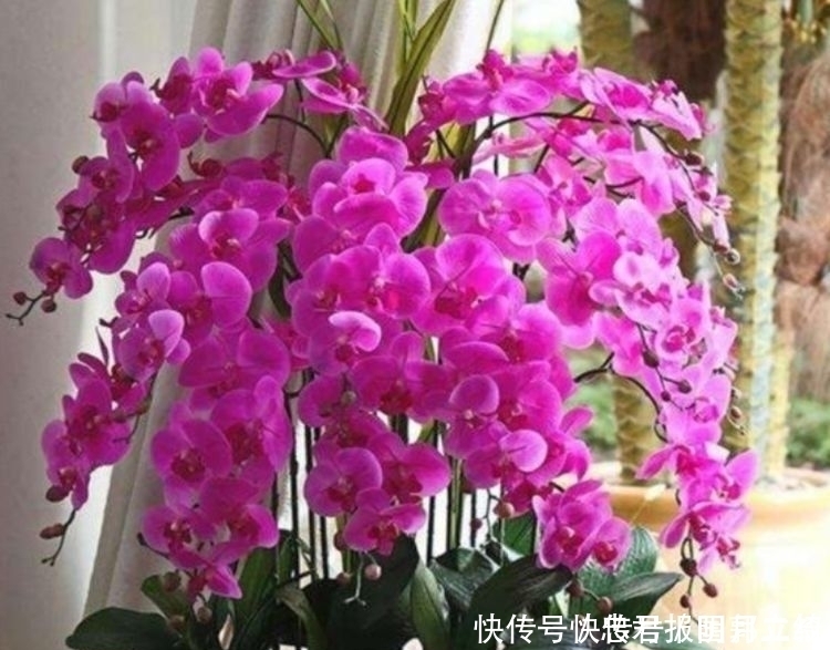 种花|家里就养4种花,耐旱又耐晒,颜值超高超美的