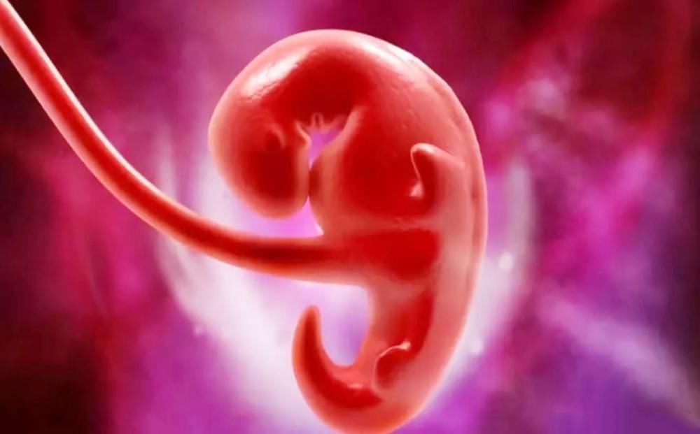 胚胎期|怀孕过了这月,腹中宝宝才算上个真正的“胎儿”,有了生命的意义