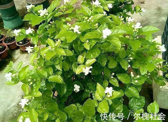 茉莉花|黄泥茉莉花，换盆就用“这种土”，不花钱养分足，每次开花都爆盆