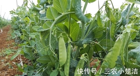 荷兰豆|荷兰豆容养颜、减肥瘦身，农民种植只需四点，收获高产优质荷兰豆
