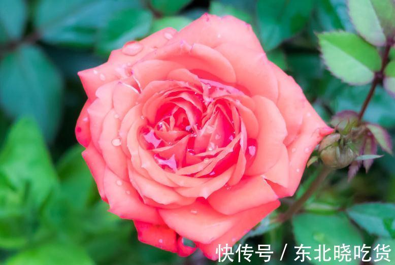 虎皮兰|室内养花太难,试试这4种,好养还不容易枯萎