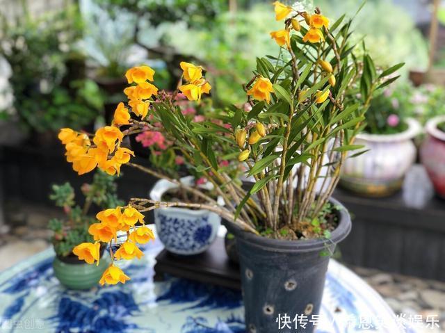 花草|“难养”花草名单已公布,是有些花友的最爱,劝你早放弃