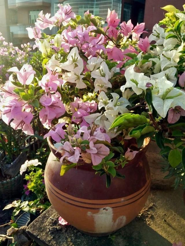 腌咸菜的坛子钻个孔,养花变成巨无霸,特美